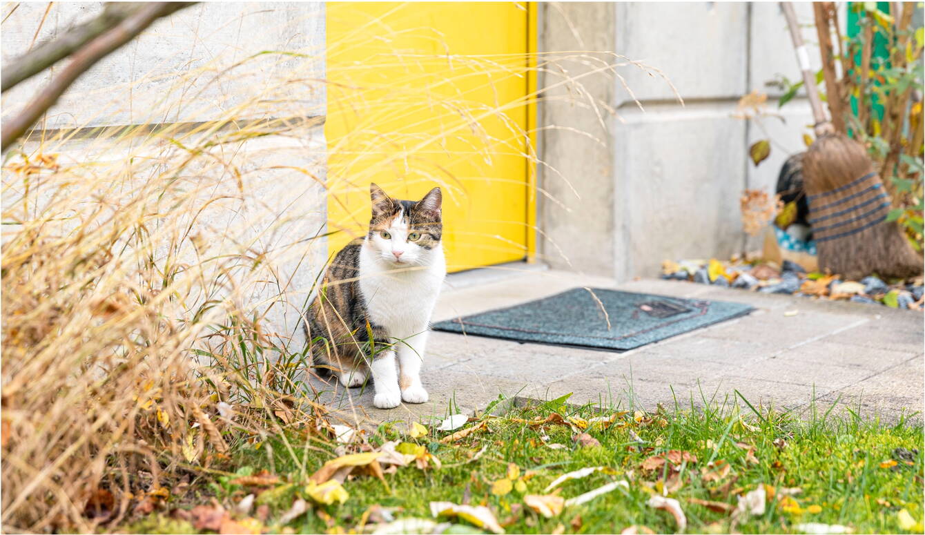 ebgw_toesstal_katze.jpg ebgw_toesstal_katze.jpg